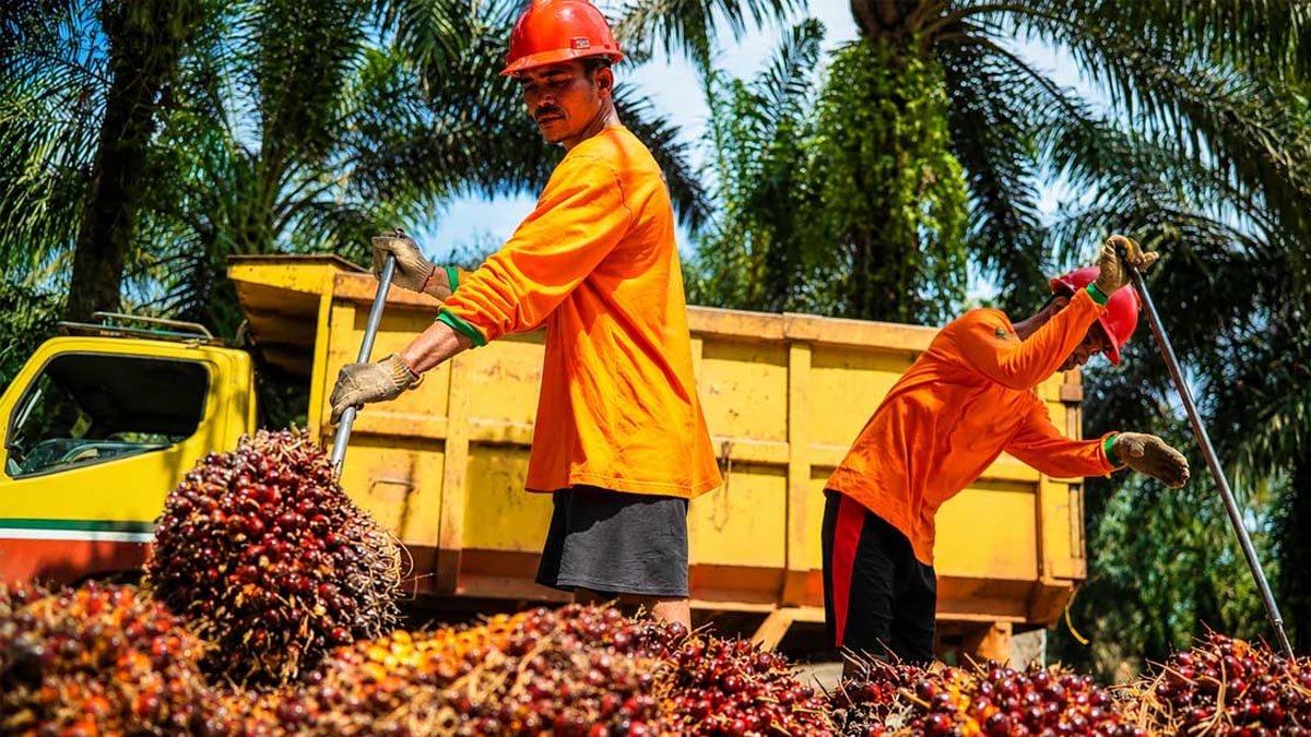 Palm Oil Magazine