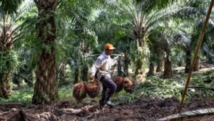 Palm Oil Magazine