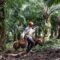 Palm Oil Magazine
