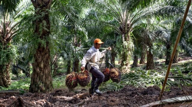 Palm Oil Magazine