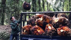Palm Oil Magazine