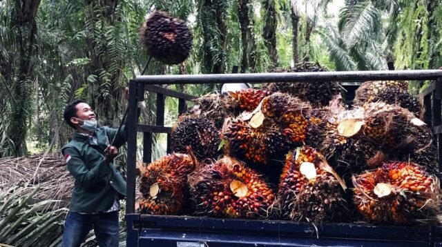 Palm Oil Magazine