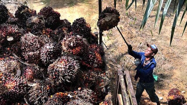 Palm Oil Magazine