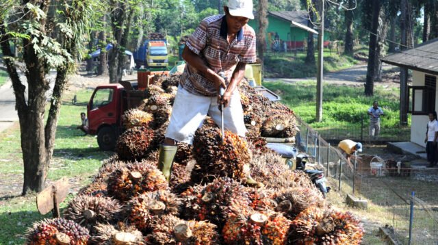 Palm Oil Magazine