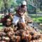 Palm Oil Magazine
