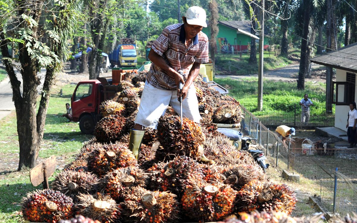 West Kalimantan FFB Prices Climb Above IDR 3,400/kg in Late June 2026 Palm Oil Magazine