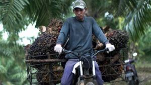 Palm Oil Magazine