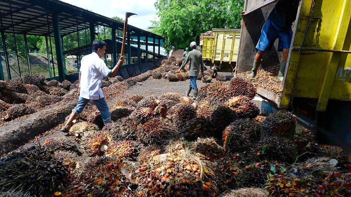 SPKS Aceh Backs Police Crackdown on Palm Oil Mills Buying FFB Below Official Prices Palm Oil Magazine