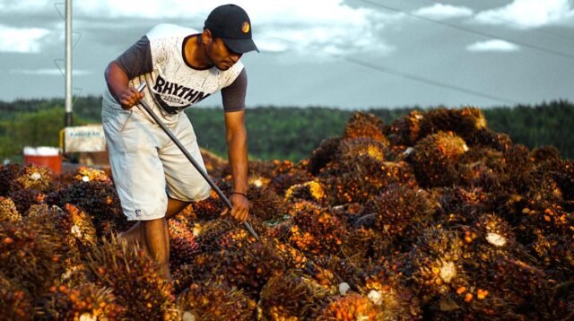 Palm Oil Magazine