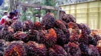 Riau Smallholder FFB Prices Fall to IDR3,272/kg Following Market Correction Palm Oil Magazine
