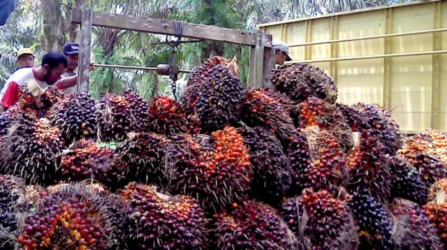 Palm Oil Magazine