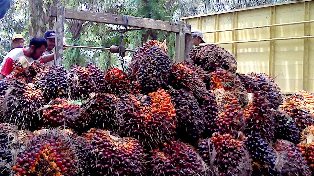 Palm Oil Magazine