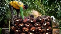 Palm Oil Magazine
