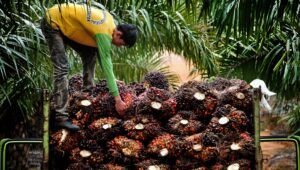 Palm Oil Magazine
