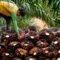 Palm Oil Magazine