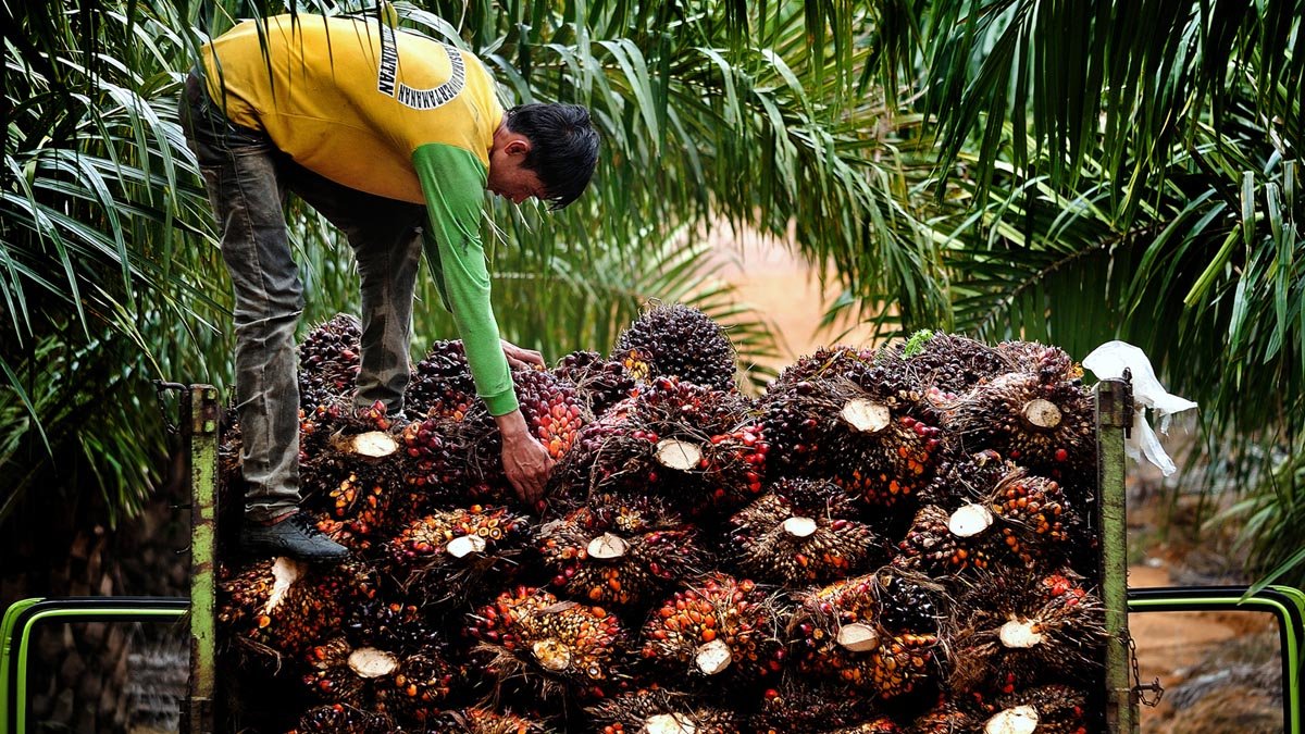 Palm Oil Magazine