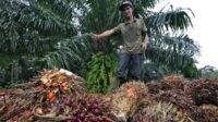 North Sumatra Palm Oil FFB Prices Rise by IDR 159.30/kg for June 17–23 Period Palm Oil Magazine