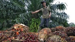 Palm Oil Magazine