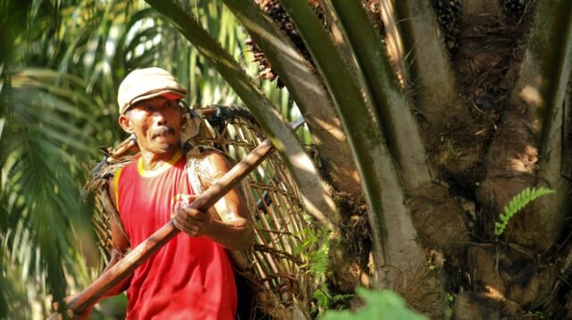 Palm Oil Magazine
