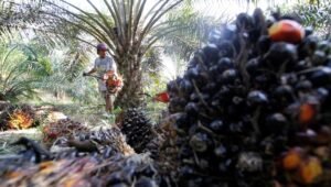 Palm Oil Magazine