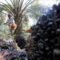 Palm Oil Magazine