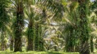 Palm Oil Magazine