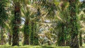 Palm Oil Magazine