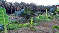 Palm Oil Magazine