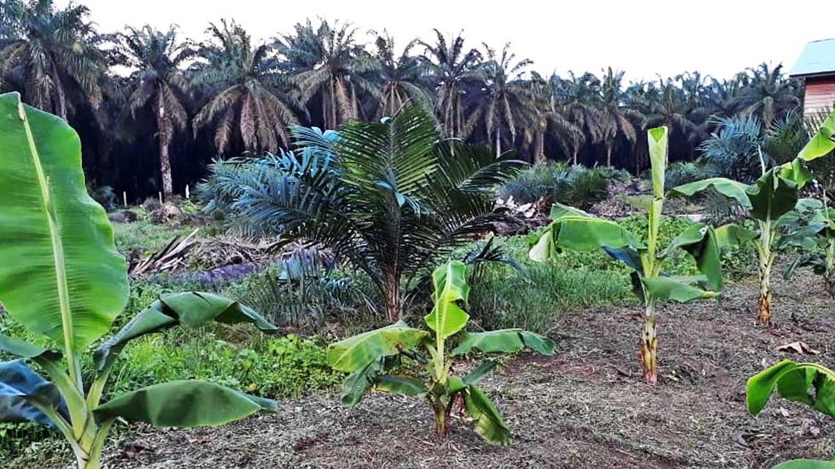 Palm Oil Magazine