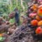 Palm Oil Magazine