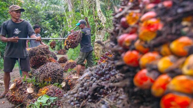Palm Oil Magazine