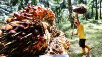West Sumatra FFB Prices Fall to IDR3,855/kg for June 1–7, 2026 Palm Oil Magazine