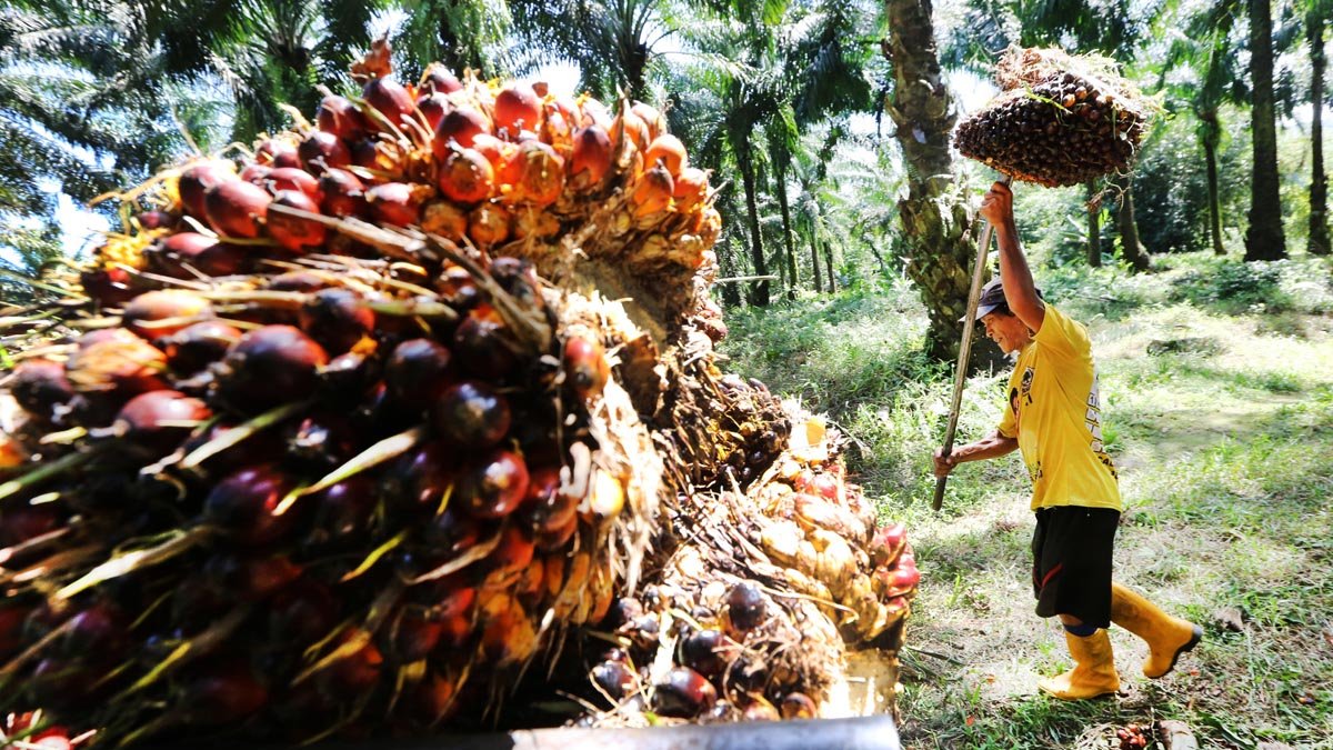 Palm Oil Magazine