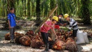 Palm Oil Magazine