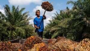 Palm Oil Magazine