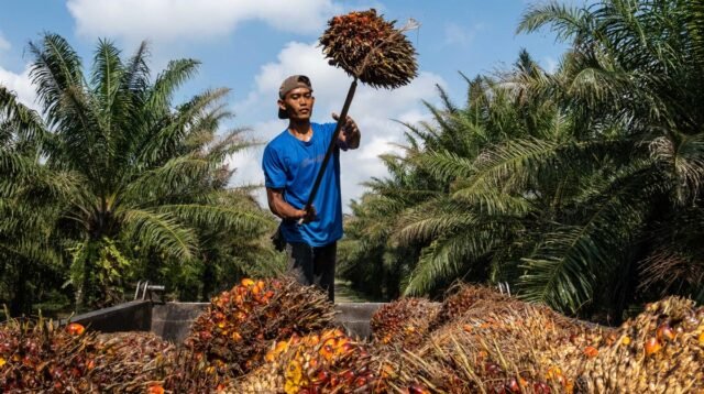 Palm Oil Magazine