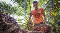 East Kalimantan Palm Oil FFB Prices Rise in Second Half of June 2026, Peak at IDR 3,469.60/kg Palm Oil Magazine