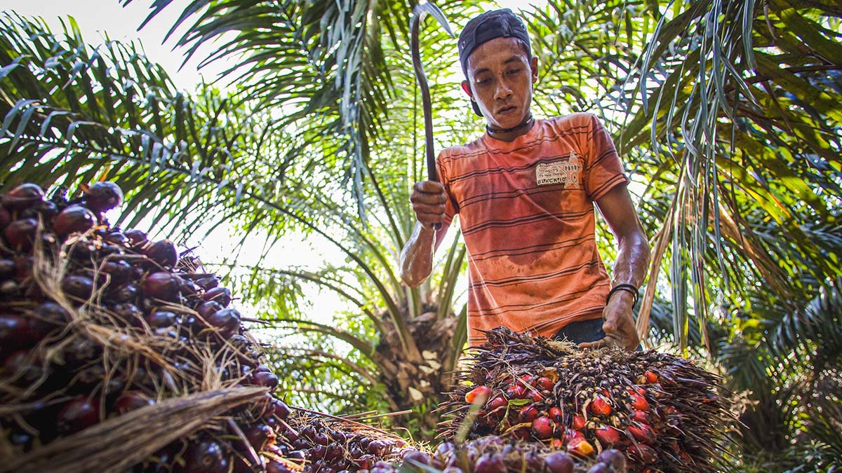 Palm Oil Magazine