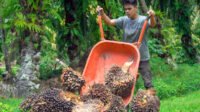West Sumatra FFB Prices Climb Above IDR3,900/kg in Mid-July 2026 Palm Oil Magazine