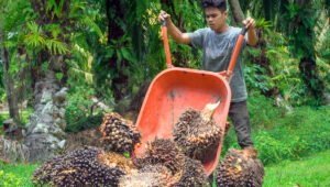 Palm Oil Magazine