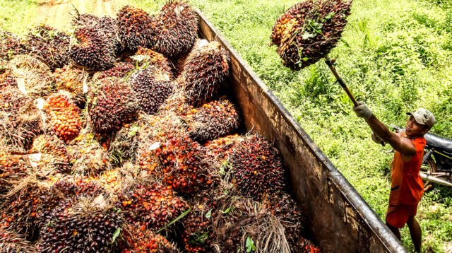 Palm Oil Magazine