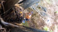 Jambi Palm Oil FFB Prices Rise for July 3–9, 2026, with Mature Trees Fetching IDR 3,708.55/kg Palm Oil Magazine