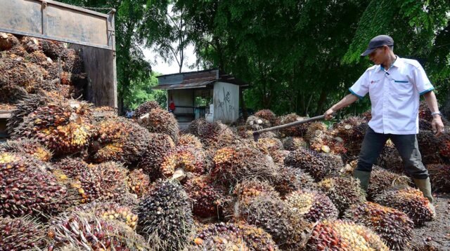 Palm Oil Magazine