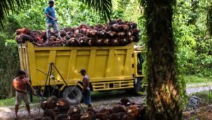 Palm Oil Magazine