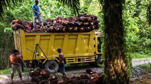 Palm Oil Magazine