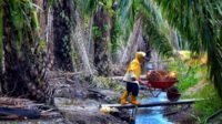Palm Oil Magazine