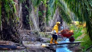 Palm Oil Magazine