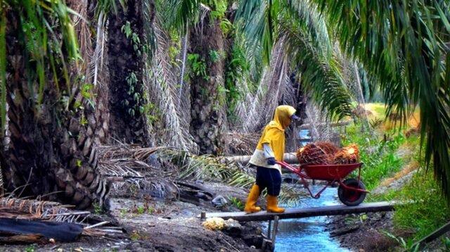 Palm Oil Magazine
