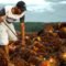 Palm Oil Magazine