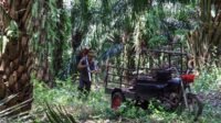 Riau Increases Independent FFB Prices for July 22–28, 9-Year-Old Trees Hit IDR 3,846/kg Palm Oil Magazine
